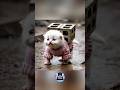 Perjuangan Si Kucing Memindahkan Batu dan Kayu dengan Hati yang Sedih #shortvideo #catlover #shorts