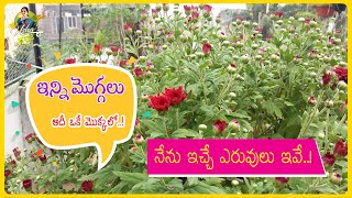 ఇన్ని మొగ్గలు, అదీ ఒకే మొక్కలో.. | నేను ఇచ్చే ఎరువులు ఇవే.. | Flowering Tips Telugu | Usha's Garden