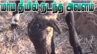 திருநெல்வேலி பேட்டை அருகே மர்ம தீயில் கருகி 48 ஆடுகள் உயிரிழப்பு காவல்துறையினர் விசாரணை