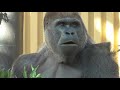 dad gorilla suddenly climbs the iron pillar at full speed and scolds his beloved son.【kyotocityzoo】