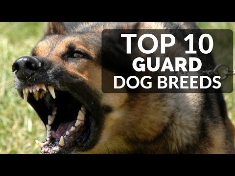 TOP 10 GUARD DOGS FOR FAMILIES - Best Puppy Breed To Protect Family And House TOP 10 GUARD DOGS FOR FAMILIES - Best Puppy Breed To Protect Family And House