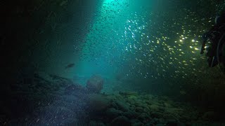 海底洞窟ダイビング！　伊豆半島 雲見の洞窟と魚たち。