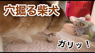 穴掘りに必死な柴犬