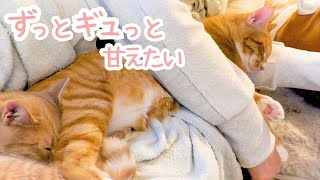 【甘えん坊猫】腕の中ですやすや眠る元保護猫のそら君