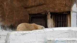 イッちゃん(Shilka) バフィンとモモの様子を伺う Polar bear wait and see other  polar bears. 【tennoji zoo】