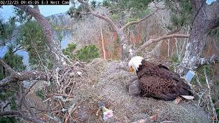 Bald Eagle - Kistachie National Forest E-3 22.02.2025 09:38