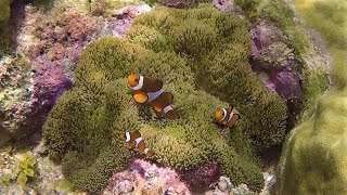 12 Minutes of Clown fish with Relaxing Music - Relaxing and sleeping Music, Meditation music.