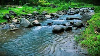 Tranquil Nature Ambience: The Calming Sound of a Flowing Stream and Birds Singing