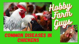 Spotting, Treating and Preventing Common Diseases in Chickens