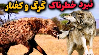 خطرناکترین نبرد گرگ و کفتار 😱|برنده میدان کدوم حیوان است؟