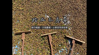 2022小果苦茶採收紀錄