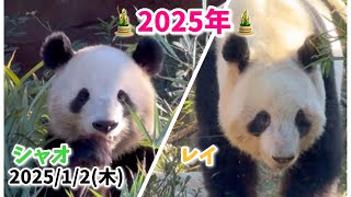 【可愛いフリーズレイちゃん🌿2025年も元気で可愛いシャオレイ🐼🐼】〜2025/1/2(木)上野動物園〜