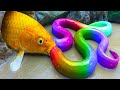 Stop motion Cooking ASMR Experiment Fishing - Rainbow Eel, Cute Duckling, Sea crab Mukbang Animation