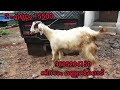 2 ചെന ആടുകൾ ചെറിയ വിലയിൽ വാങ്ങാൻ വിളിക്കു. malabari goat.