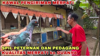 SPIL KUALITAS TERNAK DAN DAGANGAN MERPATI, KAWAL KIRIM MERPATI