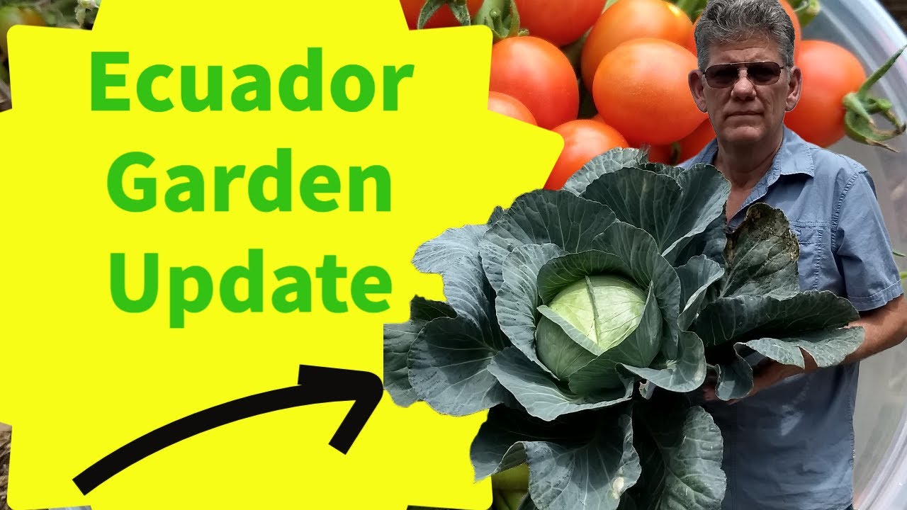 Garden Update Youtube