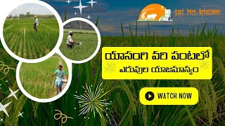 Fertilizer Management in Yasangi Rice Crop | యాసంగి వరి పంటలో ఎరువుల యాజమాన్యం