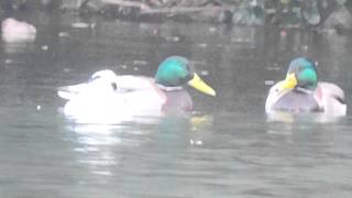 ミコアイサ（巫女秋沙  Ｓｍｅｗ）