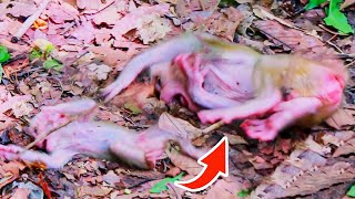 #omg ! BABY  MONKEY LUNO HUNGRY TRY FAST TO DRINK SWEET MILK MOMMY.\\ GOOD MONKEY CLIP | MONKEYS ZONE