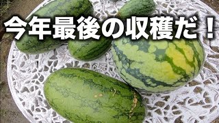 令和元年版SUICAの達人【ベランダで大玉スイカが作れる！プランター家庭菜園】（1９）いよいよ今年最後の収穫！   ９/ 1（秋がキタ～）