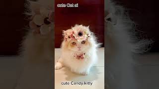cute Candy kitty cat| #cat #cute