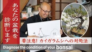 Be careful! How to deal with scale insects [Bonsai / Beginner course]