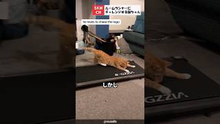 ルームランナーに挑戦する猫