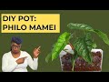 Philodendron Mamei Makeover: Repotting Guide For CRAWLING Plants