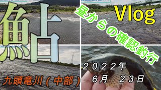 【Vlog】九頭竜川（中部）　昼からの確認釣行　２０２２．６．２３