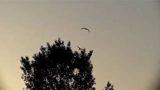 Eastern Buzzard vs. Carrion Crow at Dawn 早朝にノスリ親鳥をハシボソガラスがモビング（野鳥）