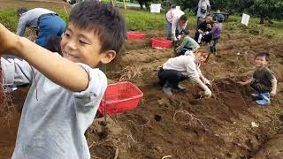 秋の大収穫祭‼️　農協さん主催の芋掘り大会に参加したよ〜😁