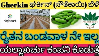 #gherkin🥒ಸೌತೆಕಾಯಿ #cucumber ಬೆಳೆ ರೈತನ ಬಂಡವಾಳ ಇಲ್ಲ ಯಾಲ್ಲ ಖರ್ಚು ಕಂಪನಿ ಮಾಡುತ್ತೆ #contract #farming #adi