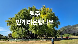 가을. 원주 반계리은행나무 단풍상황.물들어 가는 모습도 아름다워요.