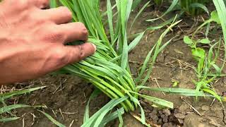 HD 3385 vs DBW 377 vs HI 1650 Gehu ki variety best गेहू की टॉप किस्म