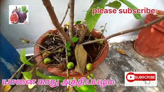 யானை காது அத்திப்பழம் Elephant ear fig