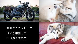 【Lifelog】お友達と大型犬カフェ行ったり一日遊んできた