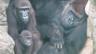 雨天裡的金剛迪亞哥與Iriki組🦍👶🏻Silverback D'jeeco and wife Iriki, son Ringo on a rainy day