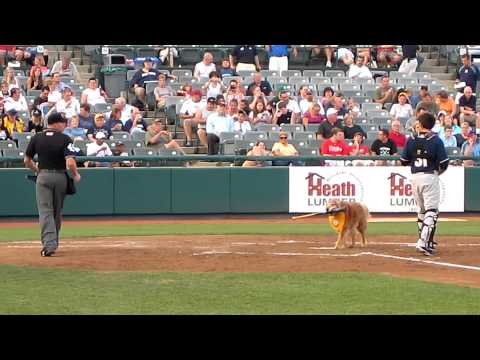 What did chase the Trenton Thunder bat dog do?