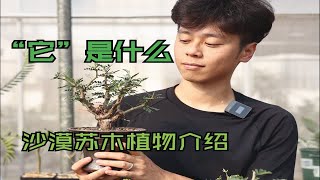 “它”是什么？ 沙漠苏木 植物介绍