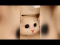 面白い猫のコンピレーション 笑わないようにチャレンジ