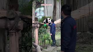 #大熊猫 #panda #大熊猫奇三妹 三妹喜欢这个杠铃