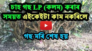 চাহগছৰ LP কলম কটা সম্পৰ্কে কিছু জানিবলগীয়া কথা || LP (Light Pruning) Method in Tea