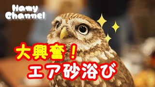 スーツケースを浴びるフクロウ◆コキンメフクロウのハミィ◆/Little Owl Hamy Air sand bathing on the suitcase