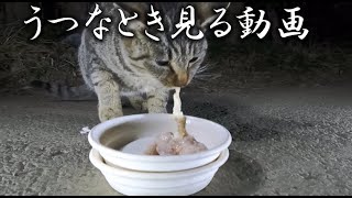 猫に本物の肉を食べさせる2025年2月16日