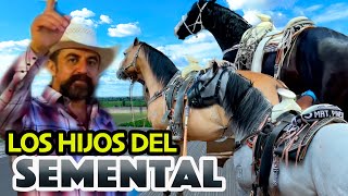 CABALLOS BUENOS Y BONITOS al alcance de todos