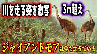 【ゆっくり解説】世界が震えた…マーレイ湖周辺で撮影された首の長い怪物はジャイアントモアの生き残りか【古代生物生存】