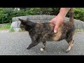 マロみたいな猫をモフっていたら、背後に仲間猫たちが集まってきた