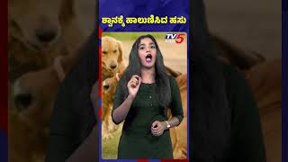 ಶ್ವಾನಕ್ಕೆ ಹಾಲುಣಿಸಿದ ಹಸು..!  #tv5kannada