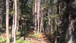 Felling a lodge pole pine tree with Sean