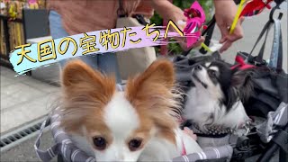 天国の宝物たちへ～In our hearts.[元保護犬チワワとパピヨンのかほご犬s]犬のいる暮らし/愛犬と楽しく過ごすために